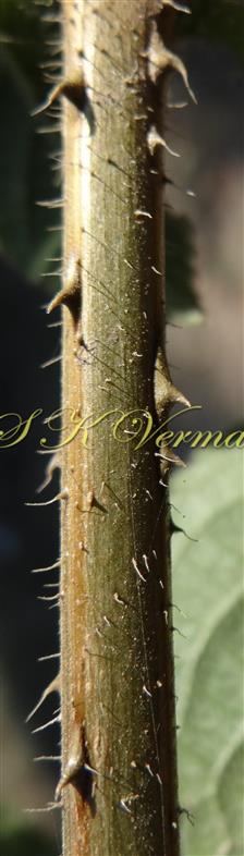  Stem with prickles